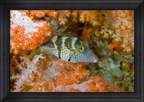 Framed Close-up of pufferfish, Raja Ampat, Papua, Indonesia Print