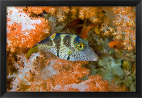 Framed Close-up of pufferfish, Raja Ampat, Papua, Indonesia Print