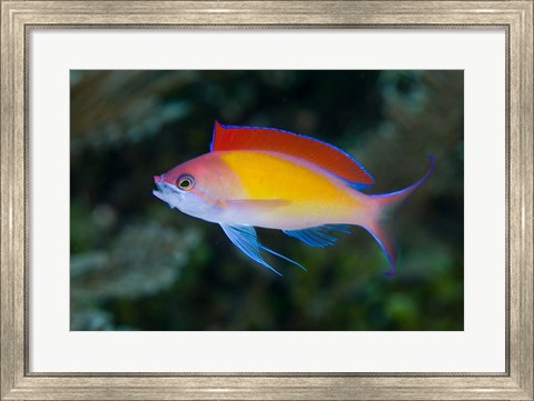 Framed Colorful anthias fish Print