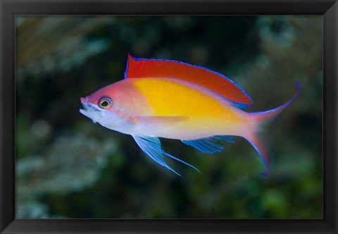 Framed Colorful anthias fish Print