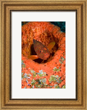 Framed Coral trout fish Print