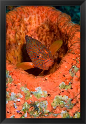 Framed Coral trout fish Print