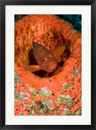 Framed Coral trout fish Print