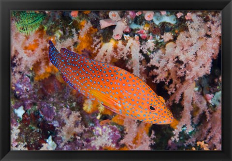 Framed Coral trout swims among reef Print