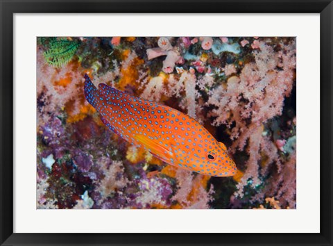 Framed Coral trout swims among reef Print