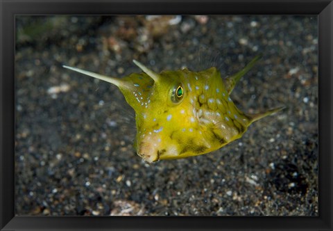 Framed Cowfish Print