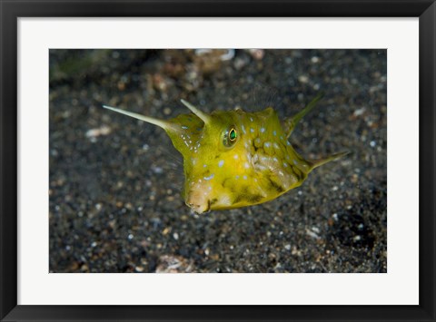 Framed Cowfish Print