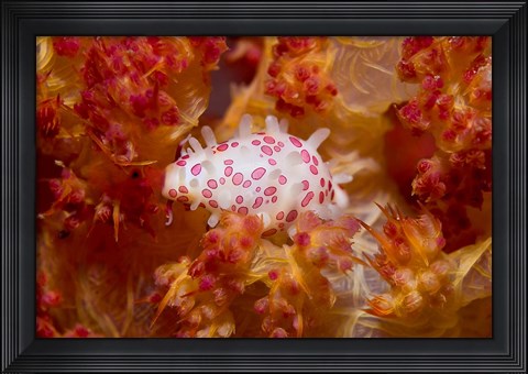 Framed Cowry mollusks, Marine Life Print