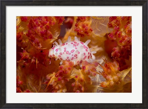 Framed Cowry mollusks, Marine Life Print