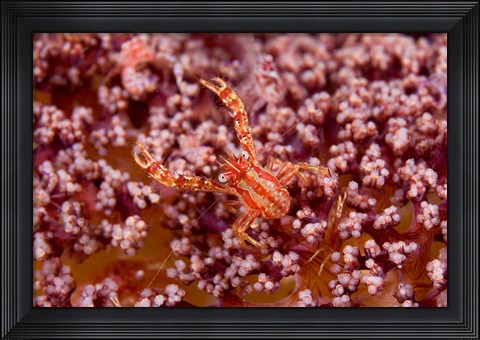 Framed Crabcoralmarine life Print