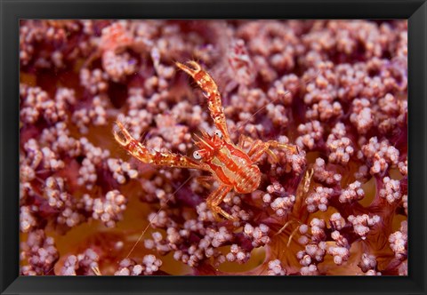 Framed Crabcoralmarine life Print