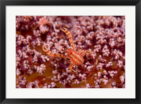 Framed Crabcoralmarine life Print