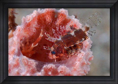 Framed Dendrochirus zebra fish Print