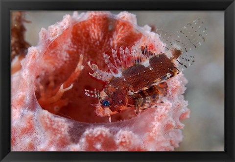 Framed Dendrochirus zebra fish Print