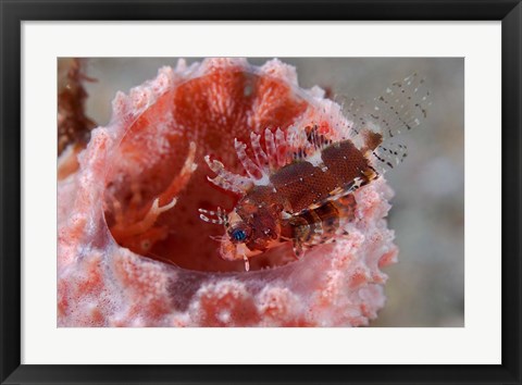 Framed Dendrochirus zebra fish Print