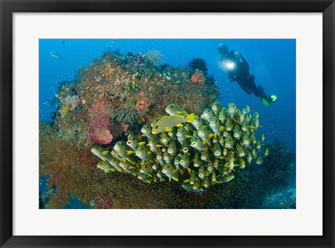 Framed Diver and schooling sweetlip fish next to reef, Raja Ampat, Papua, Indonesia Print