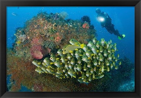 Framed Diver and schooling sweetlip fish next to reef, Raja Ampat, Papua, Indonesia Print