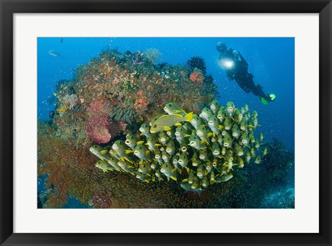 Framed Diver and schooling sweetlip fish next to reef, Raja Ampat, Papua, Indonesia Print