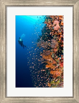 Framed Diver with light next to vertical reef formation, Pantar Island, Indonesia Print