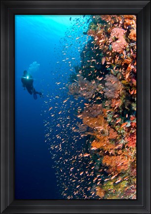 Framed Diver with light next to vertical reef formation, Pantar Island, Indonesia Print