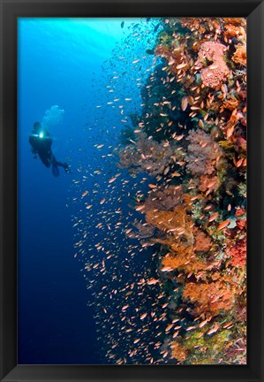 Framed Diver with light next to vertical reef formation, Pantar Island, Indonesia Print