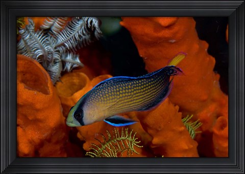 Framed Dottyback, corals, marine life Print