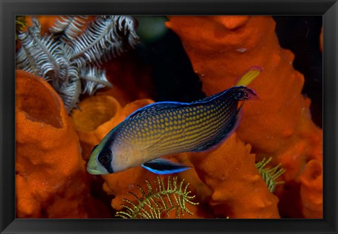 Framed Dottyback, corals, marine life Print