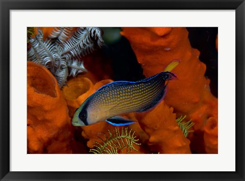 Framed Dottyback, corals, marine life Print