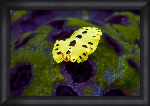 Framed Flatworm marine life Print