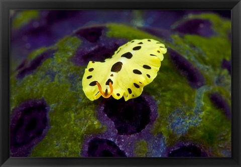 Framed Flatworm marine life Print