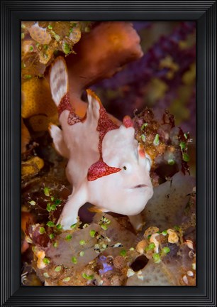 Framed Frogfish or anglerfish Print