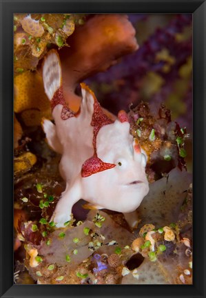 Framed Frogfish or anglerfish Print