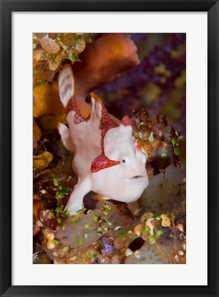 Framed Frogfish or anglerfish Print