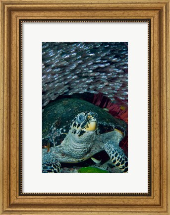 Framed Glassfish, Hawksbill turtle Print