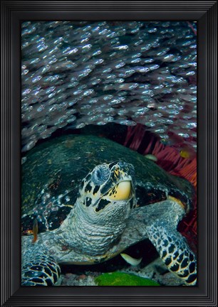 Framed Glassfish, Hawksbill turtle Print