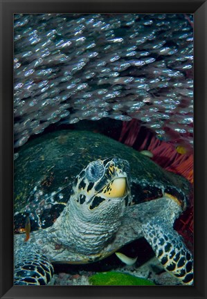 Framed Glassfish, Hawksbill turtle Print