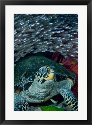 Framed Glassfish, Hawksbill turtle Print