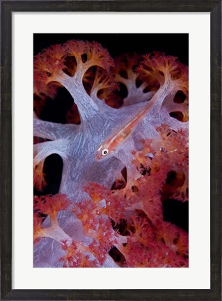 Framed Goby fish Print
