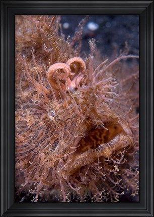 Framed Hairy frogfish Print