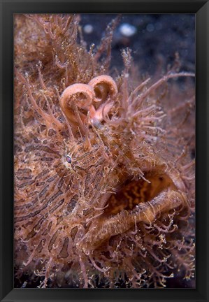 Framed Hairy frogfish Print