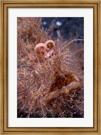 Framed Hairy frogfish Print