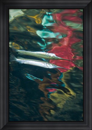 Framed Halfbeak fish Print
