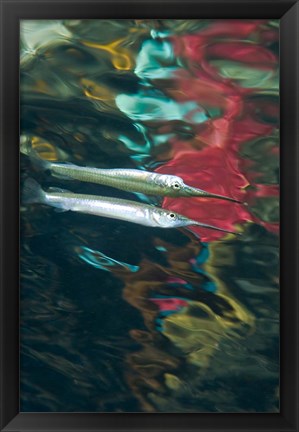 Framed Halfbeak fish Print