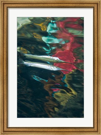 Framed Halfbeak fish Print