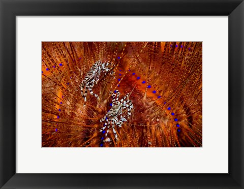 Framed Indonesia, Lembeh Straits Zebra crabs, Marine life Print