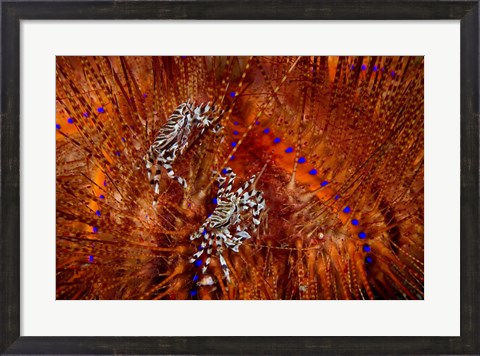 Framed Indonesia, Lembeh Straits Zebra crabs, Marine life Print