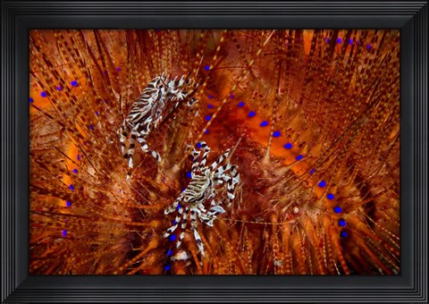 Framed Indonesia, Lembeh Straits Zebra crabs, Marine life Print