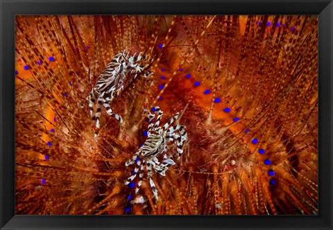 Framed Indonesia, Lembeh Straits Zebra crabs, Marine life Print