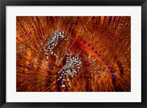 Framed Indonesia, Lembeh Straits Zebra crabs, Marine life Print