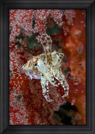 Framed Indonesia, New Guinea Island, Raja Ampat, Cuttlefish Print